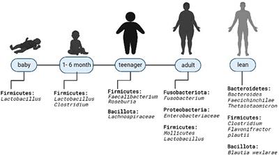Gut microbiota and obesity: New insights